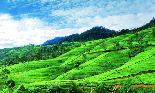 hill-country-tours-sri-lanka