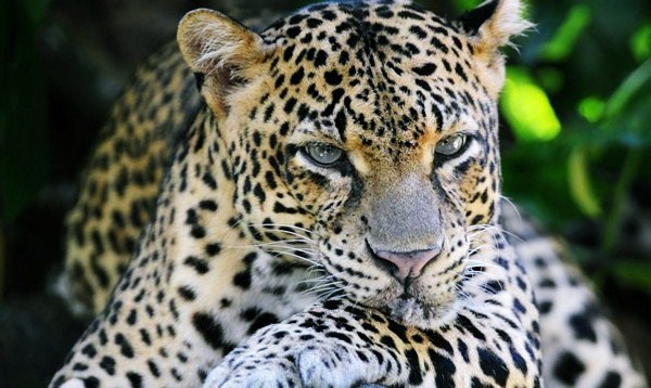 wildlife-tours-sri-lanka