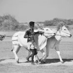 Bullock Cart Race Jaffna Sri Lanka