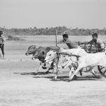 Bullock Cart Race Jaffna Sri Lanka